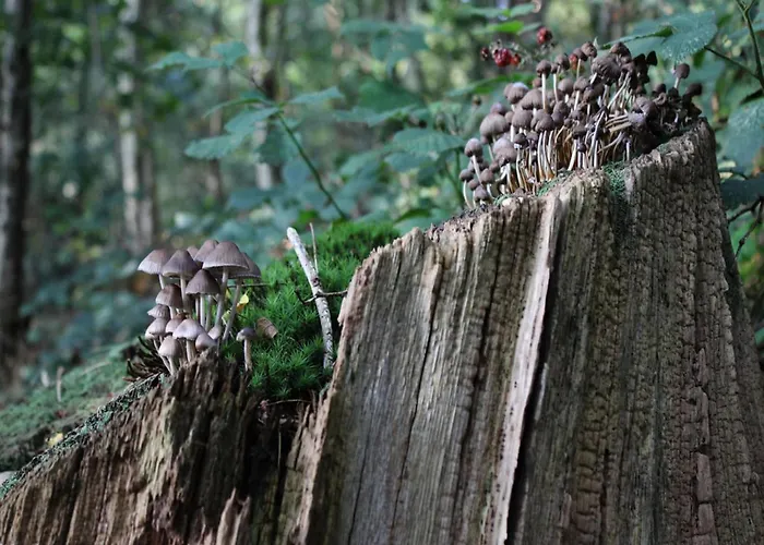 In Veluwe With Peaceful Surroundings Dom wakacyjny