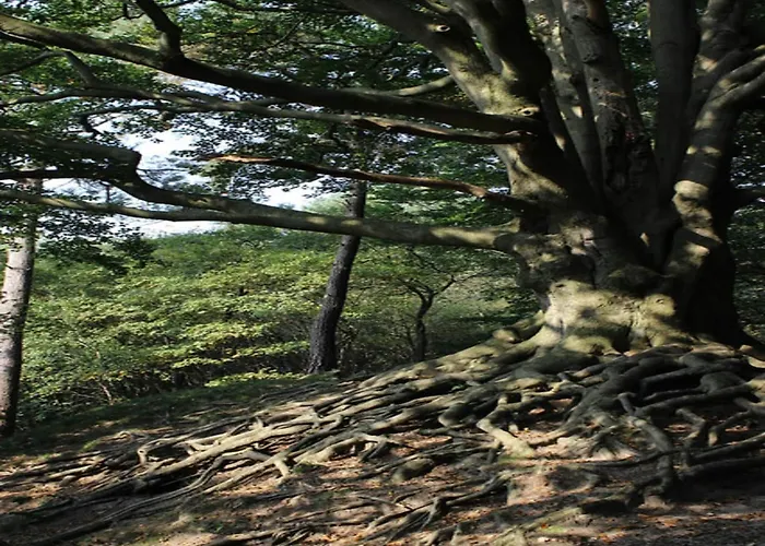 In Veluwe With Peaceful Surroundings *