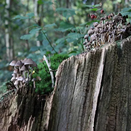 In Veluwe With Peaceful Surroundings Дом отдыха