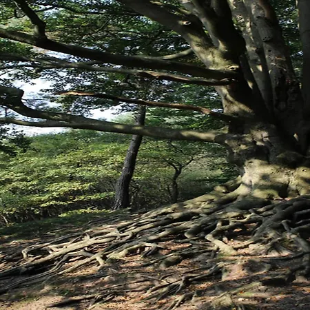 In Veluwe With Peaceful Surroundings *